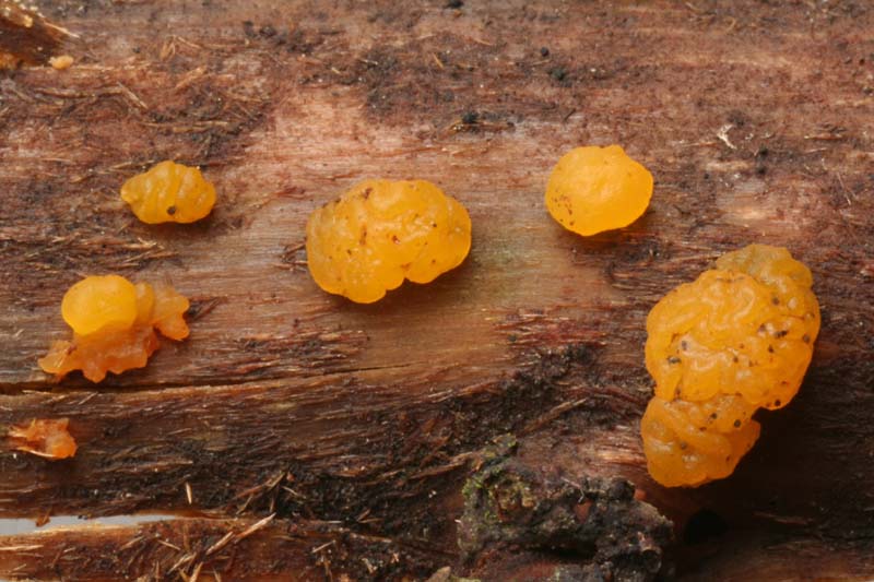 Dacrymyces ovisporus